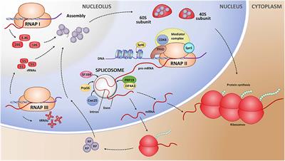 Knockdown of Genes Involved in Transcription and Splicing Reveals Novel RNAi Targets for Pest Control